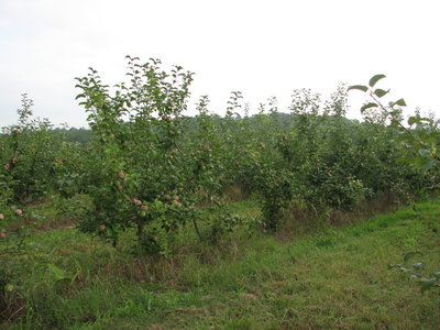 Яблоневый сад, метрах в 200 от места ночевки на реке