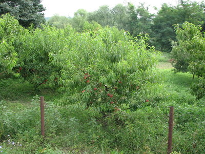 персиковые деревья