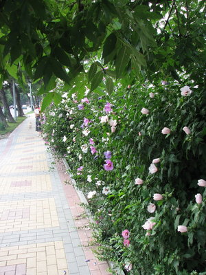 цветы и тротуары