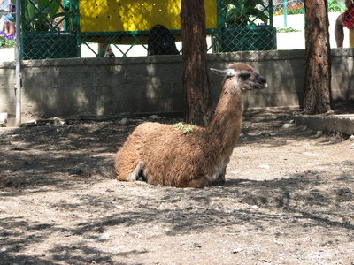 живность сафари-парка лама