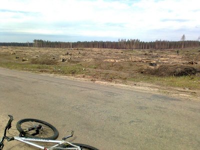 Однако бывший лес