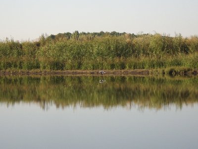 ... цапля серая в камыши...